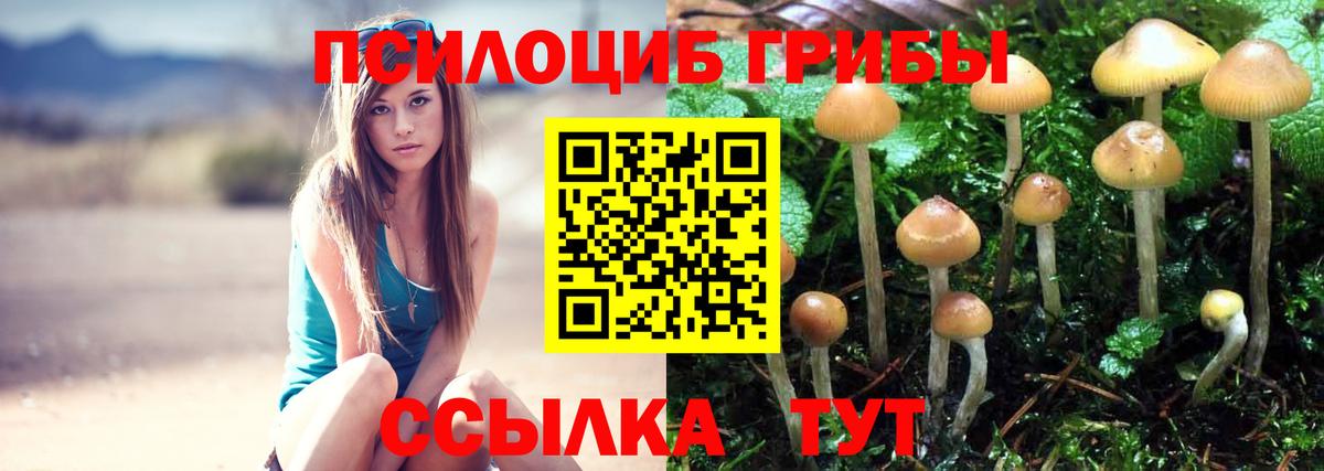 Псилоцибиновые грибы Cubensis Истра